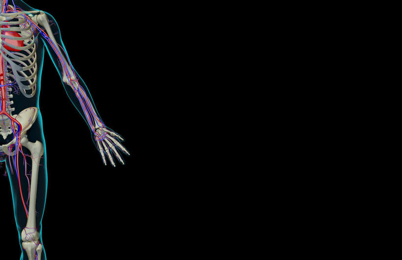 锁骨,肩胛骨,骨骼,胸骨,肋骨,骨盆,血管,无人,横图,插画,x光片,室内,特写,白天,正面,数码,科技,静物,阴影,黑色背景,辐射,科学,网络,医学,线条,骨头,高光,几何,计算机图形,合成,图画,画,人体,轮廓,电脑合成图,数码合成图,骨架,医疗,生物学,科学技术,x射线,盆骨,x光,漫画,生理学,写实,具体,具象,尺骨,骶骨,肱骨,髋骨,桡骨,腕骨,尾骨,胸椎,腰骨,掌骨,指骨,肋软骨,尺动脉,肱静脉,桡动脉,桡静脉,肘静脉,肱动脉,半身,彩图,电磁波,电磁辐射