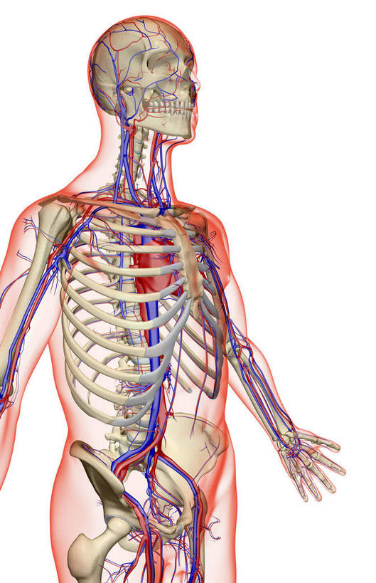 锁骨,肩胛骨,骨骼,胸骨,肋骨,骨盆,血管,无人,竖图,插画,x光片,室内,特写,白天,白色背景,正面,数码,科技,静物,阴影,辐射,科学,网络,医学,线条,骨头,高光,几何,计算机图形,合成,图画,画,人体,轮廓,电脑合成图,数码合成图,骨架,医疗,生物学,科学技术,x射线,盆骨,x光,漫画,生理学,写实,具体,具象,鼻骨,尺骨,骶骨,顶骨,额骨,肱骨,颈椎,髋骨,颞骨,桡骨,腕骨,尾骨,胸椎,腰骨,掌骨,指骨,髂动脉,髂静脉,髂外动脉,髂外静脉,下颌骨,下腔静脉,肋软骨,颧骨,降主动脉,半身,彩图,电磁波,电磁辐射