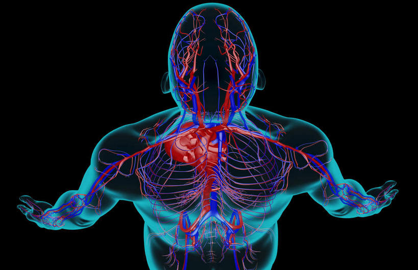 血管,无人,横图,插画,x光片,室内,特写,白天,正面,数码,科技,静物,阴影,黑色背景,辐射,科学,网络,医学,线条,高光,几何,计算机图形,合成,图画,画,人体,轮廓,电脑合成图,数码合成图,医疗,生物学,科学技术,x射线,x光,漫画,生理学,写实,具体,具象,锁骨下动脉,锁骨下静脉,腋动脉,腋静脉,半身,彩图,电磁波,电磁辐射