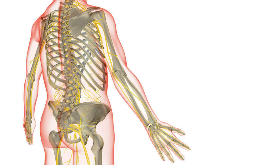 锁骨,肩胛骨,神经,骨骼,胸骨,肋骨,骨盆,无人,横图,插画,x光片,室内,特写,白天,白色背景,正面,数码,科技,静物,阴影,辐射,科学,网络,医学,线条,骨头,高光,几何,计算机图形,合成,图画,画,人体,轮廓,电脑合成图,数码合成图,骨架,医疗,生物学,科学技术,x射线,盆骨,x光,漫画,生理学,写实,具体,具象,尺骨,骶骨,肱骨,髋骨,桡骨,腕骨,尾骨,胸椎,腰骨,掌骨,指骨,肋软骨,腰丛,腰部神经,彩图,神经系统,电磁波,电磁辐射