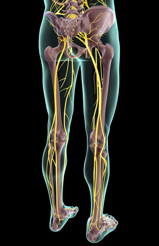 骨骼,骨盆,无人,竖图,插画,x光片,室内,特写,白天,正面,数码,科技,静物,阴影,黑色背景,辐射,科学,网络,医学,骨头,高光,几何,计算机图形,合成,图画,画,人体,电脑合成图,数码合成图,骨架,医疗,生物学,科学技术,x射线,盆骨,x光,漫画,生理学,写实,具体,具象,股骨,髋骨,胫神经,足骨,股神经,坐骨神经,彩图,神经系统,电磁波,电磁辐射