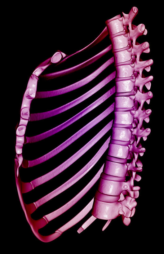 脊髓,骨骼,肋骨,无人,竖图,插画,室内,特写,白天,正面,数码,科技,静物,阴影,黑色背景,网络,医学,骨头,高光,几何,计算机图形,合成,图画,画,人体,电脑合成图,数码合成图,骨架,生物学,漫画,生理学,写实,具体,具象,脊柱,彩图