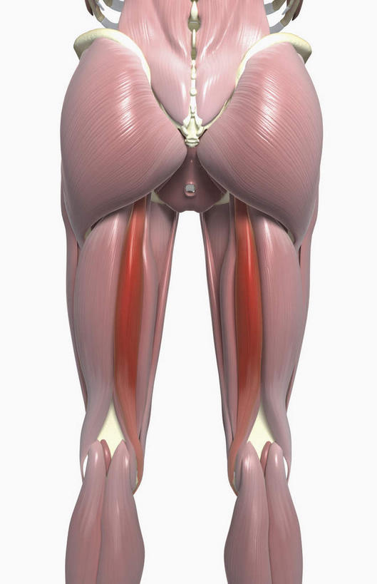 臀部,无人,竖图,插画,室内,特写,白天,白色背景,正面,数码,科技,静物,阴影,网络,医学,高光,几何,计算机图形,合成,图画,画,人体,电脑合成图,数码合成图,生物学,漫画,生理学,写实,具体,具象,半腱肌,屁股,彩图