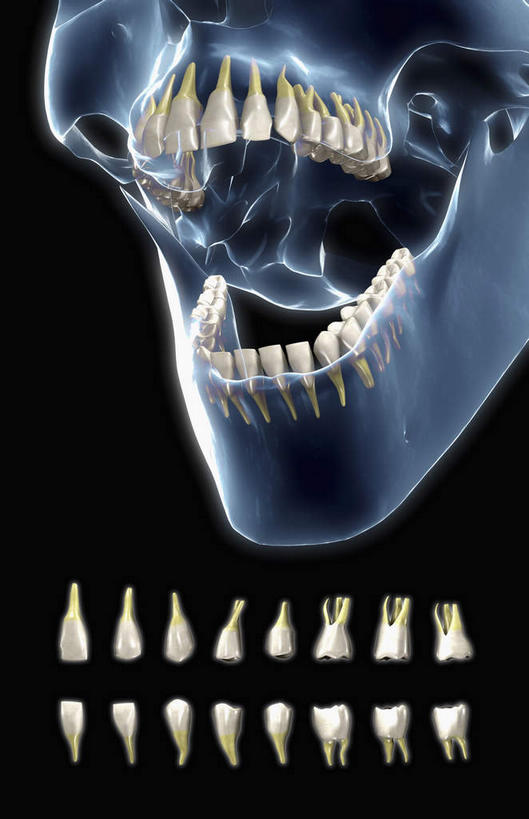 牙齿,颅骨,骨骼,无人,竖图,插画,室内,特写,白天,正面,数码,科技,静物,一排,许多,阴影,黑色背景,整齐,网络,医学,骨头,高光,几何,计算机图形,合成,图画,画,排列,人体,电脑合成图,数码合成图,骨架,生物学,队列,漫画,生理学,写实,具体,具象,面颅骨,头盖骨,齿,牙,牙龈,彩图