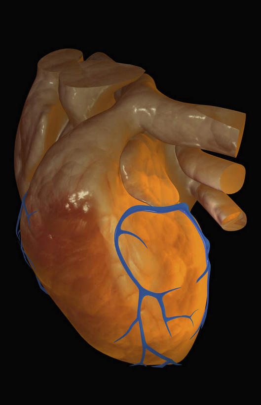 内脏,心脏,动脉,静脉,无人,竖图,插画,室内,特写,白天,正面,数码,科技,静物,阴影,黑色背景,网络,医学,高光,几何,计算机图形,合成,图画,画,模型,人体,电脑合成图,数码合成图,生物学,器官,漫画,心血管,心房,心室,生理学,写实,具体,具象,肺动脉,肺静脉,心,彩图