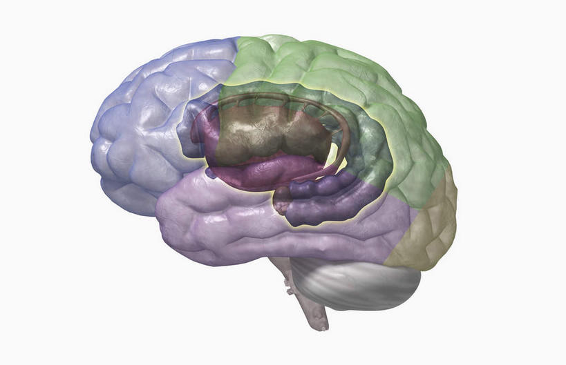 脑,动脉,静脉,骨骼,无人,横图,插画,x光片,室内,特写,白天,白色背景,正面,数码,科技,静物,阴影,辐射,科学,网络,医学,支架,骨头,高光,几何,计算机图形,合成,图画,画,模型,人体,海马,电脑合成图,数码合成图,骨架,医疗,生物学,科学技术,x射线,x光,横截面,漫画,生理学,写实,具体,具象,脑部,脑子,彩图,下丘脑,电磁波,电磁辐射