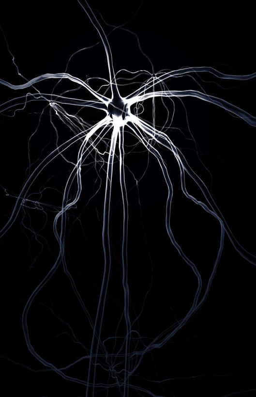 神经,无人,竖图,插画,室内,特写,白天,正面,数码,科技,静物,阴影,黑色背景,网络,医学,细胞,高光,几何,计算机图形,合成,图画,画,黑色,人体,电脑合成图,数码合成图,生物学,漫画,神经元,生理学,写实,具体,具象,轴突,彩图,神经系统,神经组织