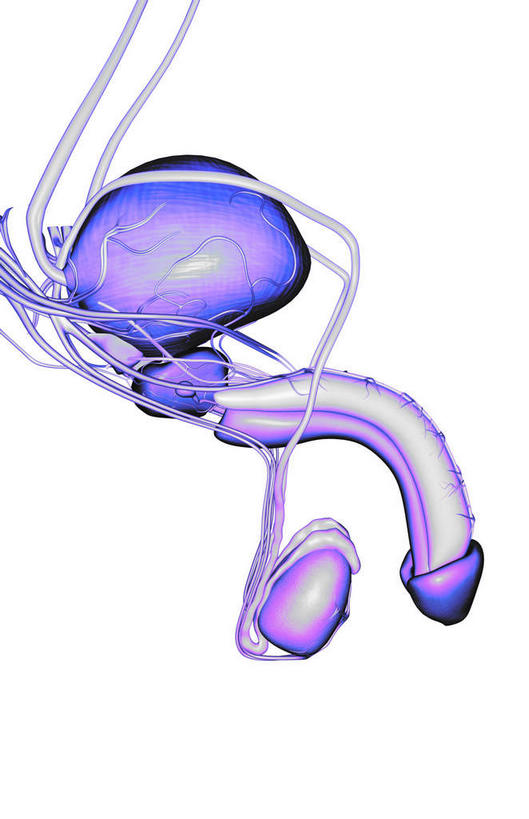 动脉,静脉,骨骼,阴茎,睾丸,无人,竖图,插画,x光片,室内,特写,白天,白色背景,正面,数码,科技,静物,阴影,发光,辐射,科学,网络,医学,支架,骨头,高光,几何,计算机图形,合成,图画,画,模型,人体,皮肤,电脑合成图,数码合成图,骨架,医疗,生物学,科学技术,x射线,x光,漫画,生理学,写实,具体,具象,附睾,内生殖器,排泄器官,外生殖器,彩图,海绵体,筋膜,男性生殖系统,尿道海绵体,生殖器官,生殖系统,阳具,阴茎海绵体,电磁波,电磁辐射