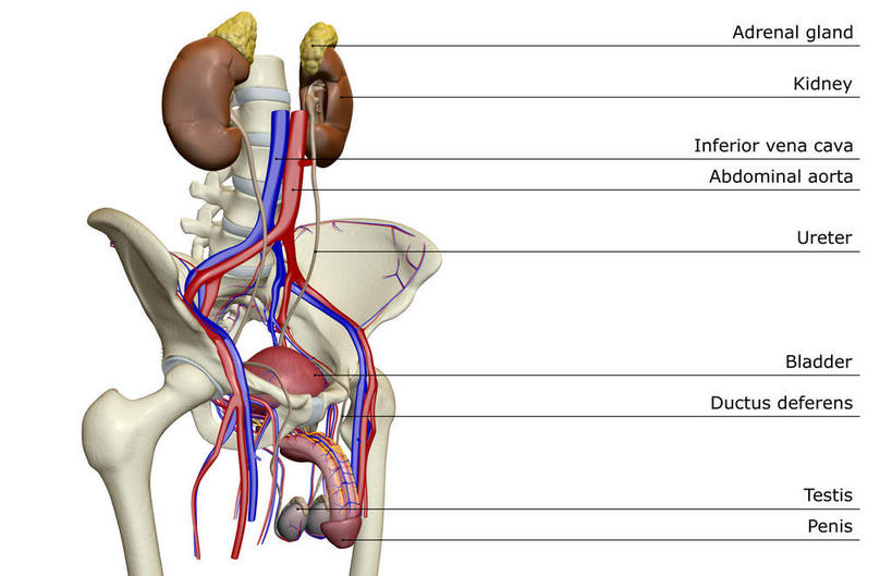 内脏,动脉,静脉,血管,膀胱,阴茎,无人,横图,插画,室内,白天,白色背景,正面,数码,科技,静物,阴影,网络,医学,英文,标志,文字,字符,字母,高光,几何,计算机图形,合成,图画,标识,画,模型,解说,人体,说明,皮肤,英文字母,电脑合成图,数码合成图,生物学,人体器官,器官,漫画,生理学,写实,具体,具象,阐明,申明,注解,注明,内生殖器,排泄器官,外生殖器,彩图,海绵体,筋膜,男性生殖系统,尿道海绵体,生殖器官,生殖系统,阳具,阴茎海绵体