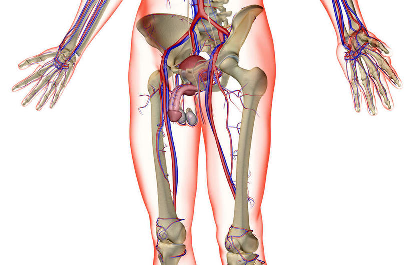 内脏,动脉,静脉,骨骼,血管,膀胱,阴茎,无人,横图,插画,室内,白天,白色背景,正面,数码,科技,静物,阴影,网络,医学,骨头,高光,几何,计算机图形,合成,图画,画,模型,人体,皮肤,电脑合成图,数码合成图,骨架,生物学,人体器官,器官,漫画,生理学,写实,具体,具象,内生殖器,排泄器官,外生殖器,半身,彩图,海绵体,筋膜,男性生殖系统,尿道海绵体,生殖器官,生殖系统,阳具,阴茎海绵体