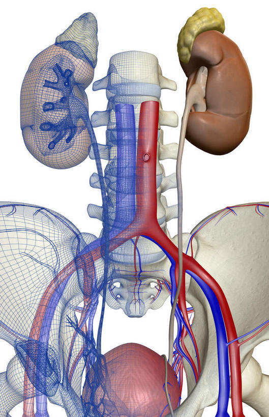 内脏,肾脏,动脉,静脉,无人,竖图,插画,室内,白天,白色背景,正面,数码,科技,静物,阴影,网络,医学,高光,几何,计算机图形,合成,图画,画,模型,血液,人体,电脑合成图,数码合成图,生物学,人体器官,器官,漫画,泌尿系统,生理学,写实,具体,具象,彩图,供给