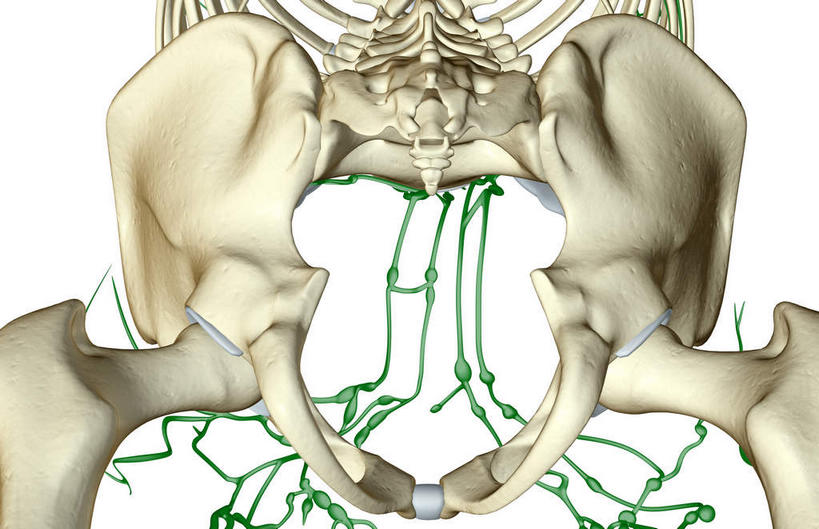 内脏,动脉,静脉,无人,横图,插画,室内,白天,白色背景,正面,数码,科技,静物,阴影,网络,医学,高光,几何,计算机图形,合成,图画,画,模型,人体,电脑合成图,数码合成图,生物学,人体器官,器官,漫画,生理学,写实,具体,具象,淋巴结,淋巴系统,淋巴管,淋巴组织,免疫系统,免疫组织,彩图