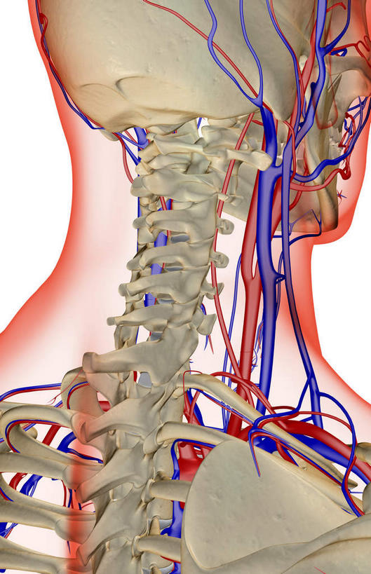 脖子,动脉,静脉,骨骼,血管,无人,竖图,插画,x光片,室内,特写,白天,白色背景,正面,数码,科技,静物,阴影,辐射,科学,网络,医学,骨头,高光,几何,计算机图形,合成,图画,画,模型,人体,电脑合成图,数码合成图,骨架,医疗,生物学,科学技术,x射线,x光,漫画,生理学,写实,具体,具象,椎动脉,颈内静脉,脖,颈,颈部,半身,彩图,电磁波,电磁辐射