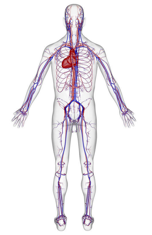 动脉,静脉,骨骼,无人,站,竖图,插画,x光片,室内,特写,白天,白色背景,正面,数码,科技,静物,阴影,辐射,科学,网络,医学,骨头,高光,几何,计算机图形,合成,图画,画,模型,站着,人体,电脑合成图,数码合成图,骨架,医疗,生物学,心血管系统,科学技术,x射线,x光,漫画,生理学,写实,具体,具象,髂动脉,髂静脉,下腔静脉,降主动脉,站立,彩图,全身,电磁波,电磁辐射
