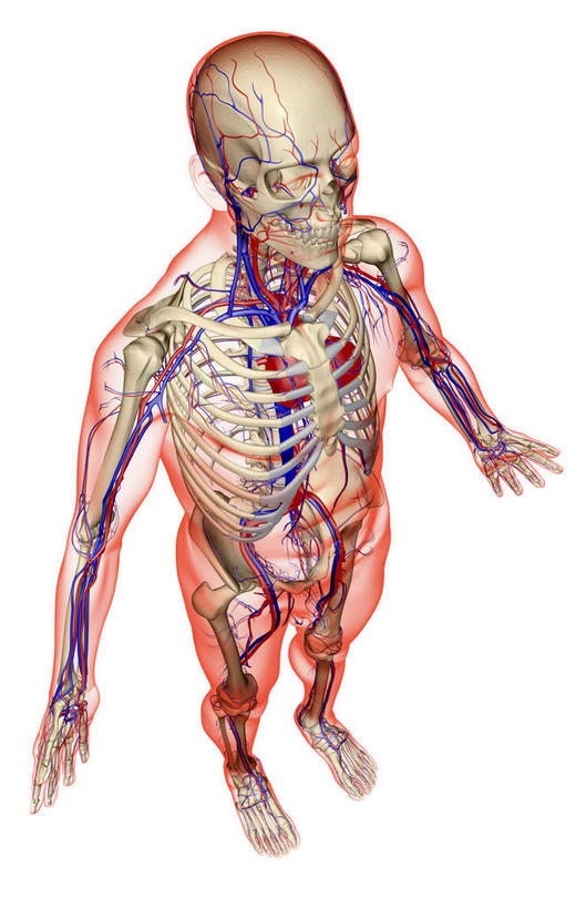 动脉,静脉,骨骼,无人,站,竖图,插画,x光片,室内,特写,白天,白色背景,正面,数码,科技,静物,阴影,辐射,科学,网络,医学,骨头,高光,几何,计算机图形,合成,图画,画,模型,站着,人体,电脑合成图,数码合成图,骨架,医疗,生物学,心血管系统,科学技术,x射线,x光,漫画,生理学,写实,具体,具象,髂动脉,髂静脉,下腔静脉,降主动脉,站立,彩图,全身,电磁波,电磁辐射