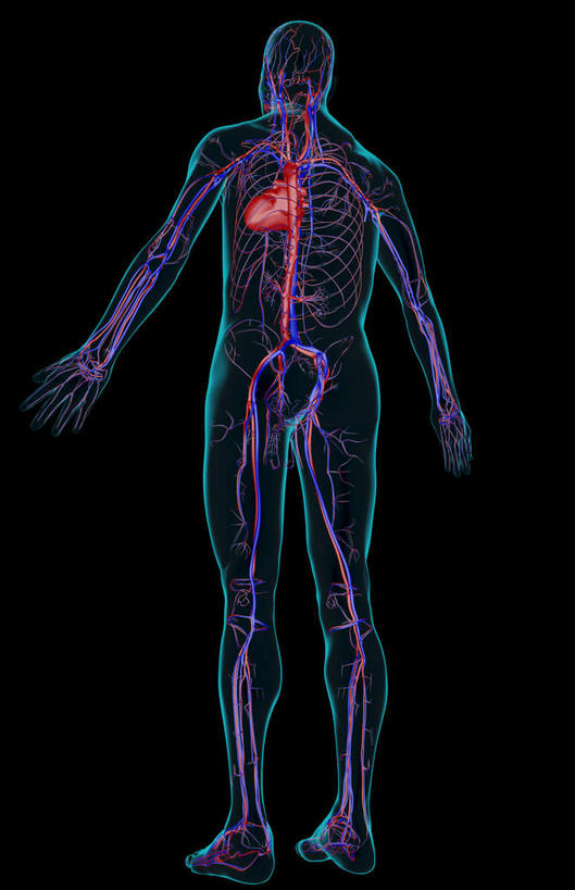 动脉,静脉,骨骼,无人,站,竖图,插画,x光片,室内,特写,白天,仰视,数码,科技,静物,阴影,黑色背景,辐射,科学,网络,医学,骨头,高光,几何,计算机图形,合成,图画,画,模型,站着,人体,电脑合成图,数码合成图,骨架,医疗,生物学,心血管系统,科学技术,x射线,x光,漫画,生理学,写实,具体,具象,髂动脉,髂静脉,下腔静脉,降主动脉,站立,彩图,低角度拍摄,全身,电磁波,电磁辐射