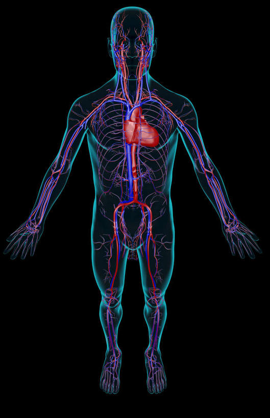 动脉,静脉,骨骼,无人,站,竖图,插画,x光片,室内,特写,白天,正面,数码,科技,静物,阴影,黑色背景,辐射,科学,网络,医学,骨头,高光,几何,计算机图形,合成,图画,画,模型,站着,人体,电脑合成图,数码合成图,骨架,医疗,生物学,心血管系统,科学技术,x射线,x光,漫画,生理学,写实,具体,具象,髂动脉,髂静脉,下腔静脉,降主动脉,站立,彩图,电磁波,电磁辐射