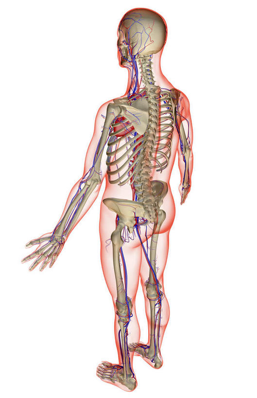 动脉,静脉,骨骼,无人,站,竖图,俯视,插画,x光片,室内,特写,白天,白色背景,数码,科技,静物,阴影,辐射,科学,网络,医学,骨头,高光,几何,计算机图形,合成,图画,画,模型,站着,人体,电脑合成图,数码合成图,骨架,医疗,生物学,心血管系统,科学技术,x射线,x光,漫画,生理学,写实,具体,具象,髂动脉,髂静脉,下腔静脉,降主动脉,站立,彩图,高角度拍摄,全身,电磁波,电磁辐射