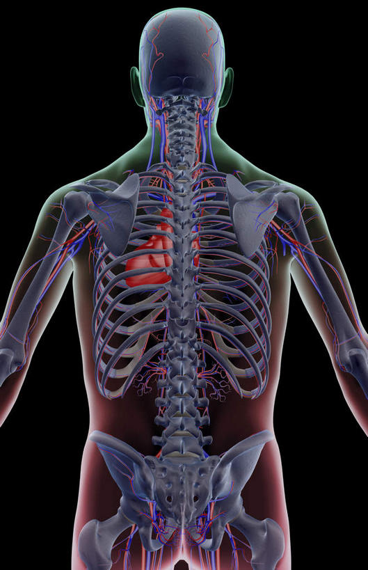 动脉,静脉,骨骼,无人,竖图,插画,x光片,室内,特写,白天,正面,数码,科技,静物,阴影,黑色背景,辐射,科学,网络,医学,骨头,高光,几何,计算机图形,合成,图画,画,模型,人体,电脑合成图,数码合成图,骨架,医疗,生物学,科学技术,x射线,x光,漫画,生理学,写实,具体,具象,肋间动脉,肋间静脉,半身,彩图,电磁波,电磁辐射