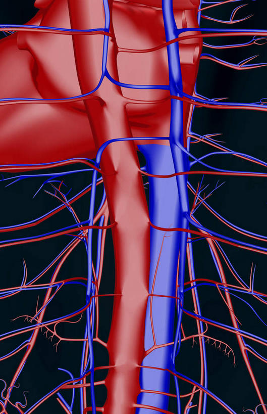 动脉,静脉,骨骼,血管,无人,站,竖图,插画,x光片,室内,特写,白天,正面,数码,科技,静物,阴影,黑色背景,辐射,科学,网络,医学,骨头,高光,几何,计算机图形,合成,图画,画,模型,站着,人体,电脑合成图,数码合成图,骨架,医疗,生物学,科学技术,x射线,x光,漫画,生理学,写实,具体,具象,肋间动脉,肋间静脉,下腔静脉,降主动脉,胸主动脉,站立,半身,彩图,电磁波,电磁辐射