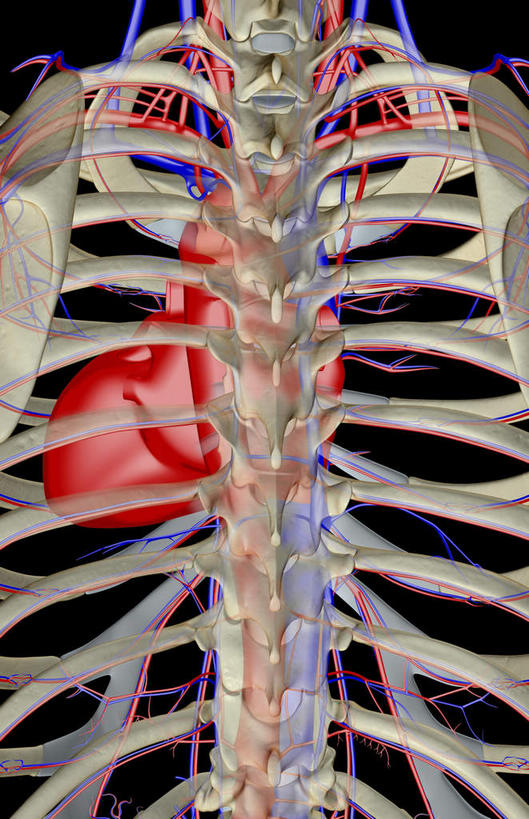 内脏,动脉,静脉,骨骼,无人,站,竖图,插画,室内,白天,正面,数码,科技,静物,阴影,黑色背景,网络,医学,骨头,高光,几何,计算机图形,合成,图画,画,模型,站着,血液,人体,皮肤,电脑合成图,数码合成图,骨架,生物学,人体器官,器官,漫画,生理学,写实,具体,具象,肋间动脉,肋间静脉,站立,半身,彩图