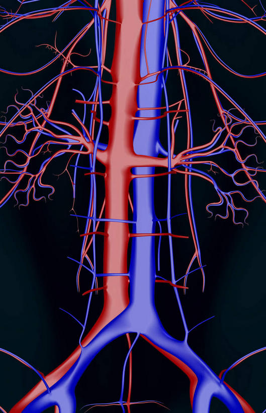 动脉,静脉,骨骼,血管,无人,竖图,插画,x光片,室内,特写,白天,正面,数码,科技,静物,阴影,黑色背景,辐射,科学,网络,医学,骨头,高光,几何,计算机图形,合成,图画,画,模型,人体,电脑合成图,数码合成图,骨架,医疗,生物学,科学技术,x射线,x光,漫画,生理学,写实,具体,具象,髂动脉,髂静脉,肾动脉,下腔静脉,腰椎,半身,彩图,电磁波,电磁辐射