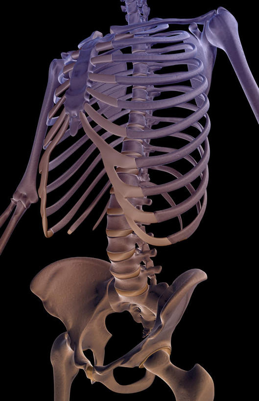 动脉,静脉,骨骼,肋骨,无人,竖图,x光片,室内,特写,白天,正面,数码,科技,静物,阴影,黑色背景,辐射,科学,网络,医学,骨头,高光,几何,计算机图形,合成,模型,躯干,人体,电脑合成图,数码合成图,骨架,医疗,生物学,胸腔,科学技术,x射线,x光,生理学,写实,具体,具象,半身,彩图,电磁波,电磁辐射