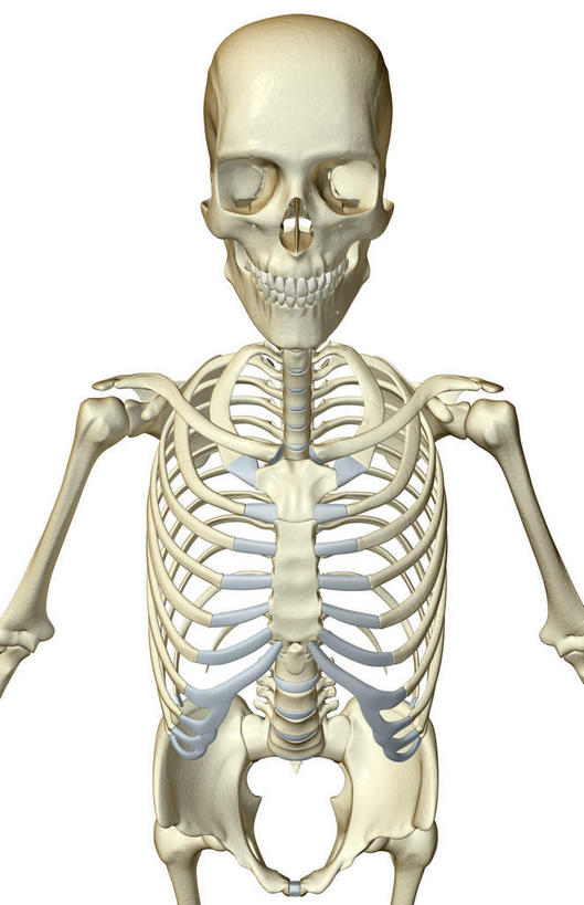 胸,锁骨,动脉,静脉,骨骼,肋骨,无人,竖图,x光片,室内,特写,白天,白色背景,正面,数码,科技,静物,阴影,辐射,科学,网络,医学,骨头,高光,几何,计算机图形,合成,模型,躯干,人体,电脑合成图,数码合成图,骨架,医疗,生物学,科学技术,x射线,x光,生理学,写实,具体,具象,胸部,半身,彩图,电磁波,电磁辐射