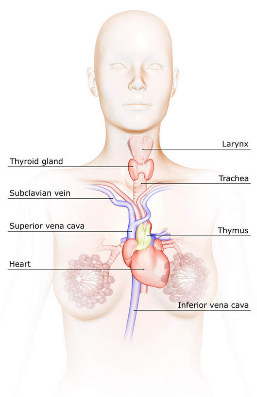 内脏,动脉,静脉,无人,竖图,室内,白天,白色背景,正面,数码,科技,静物,阴影,网络,医学,英文,标志,文字,字符,字母,高光,几何,计算机图形,合成,标识,模型,解说,人体,说明,皮肤,英文字母,电脑合成图,数码合成图,生物学,人体器官,器官,生理学,写实,具体,具象,喉,甲状腺,阐明,申明,注解,注明,下腔静脉,上腔静脉,胸腺,肺静脉,彩图