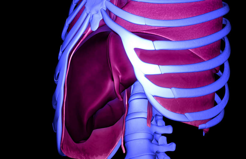 内脏,肝脏,动脉,静脉,无人,横图,插画,室内,白天,正面,数码,科技,静物,阴影,黑色背景,发光,网络,医学,高光,几何,计算机图形,合成,图画,画,红色,紫色,模型,人体,电脑合成图,数码合成图,生物学,人体器官,器官,漫画,生理学,写实,具体,具象,隔膜,肝,彩图,消化系统