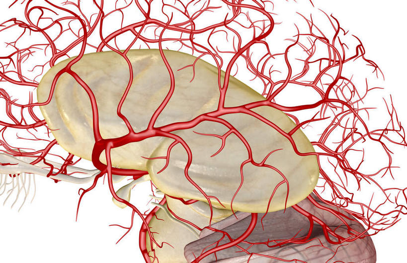 内脏,动脉,静脉,无人,横图,插画,室内,白天,白色背景,正面,数码,科技,静物,阴影,网络,医学,高光,几何,计算机图形,合成,图画,画,模型,人体,电脑合成图,数码合成图,生物学,人体器官,器官,漫画,生理学,写实,具体,具象,颞叶,脑动脉,彩图