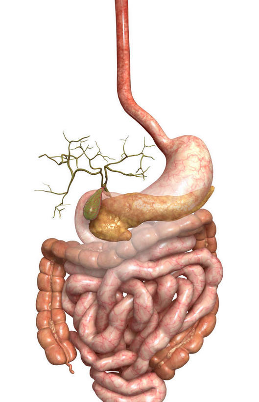 内脏,肝脏,胰腺,动脉,静脉,胆囊,无人,竖图,插画,室内,白天,白色背景,正面,数码,科技,静物,阴影,网络,医学,高光,几何,计算机图形,合成,图画,画,红色,模型,人体,电脑合成图,数码合成图,生物学,人体器官,器官,漫画,生理学,写实,具体,具象,胆管,横结肠,回肠,降结肠,消化道,胰管,乙状结肠,肝,彩图,消化系统