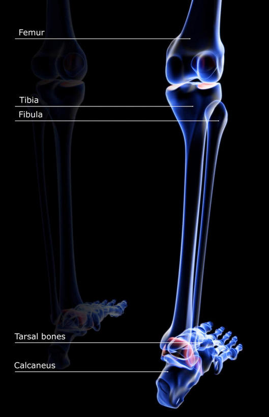 无人,竖图,插画,x光片,室内,白天,正面,数码,科技,阴影,黑色背景,发光,辐射,科学,网络,医学,英文,标志,文字,字符,字母,高光,几何,计算机图形,合成,图画,标识,画,紫色,解说,说明,英文字母,电脑合成图,数码合成图,医疗,科学技术,x射线,x光,漫画,写实,具体,具象,腓骨,胫骨,阐明,申明,注解,注明,彩图,电磁波,电磁辐射