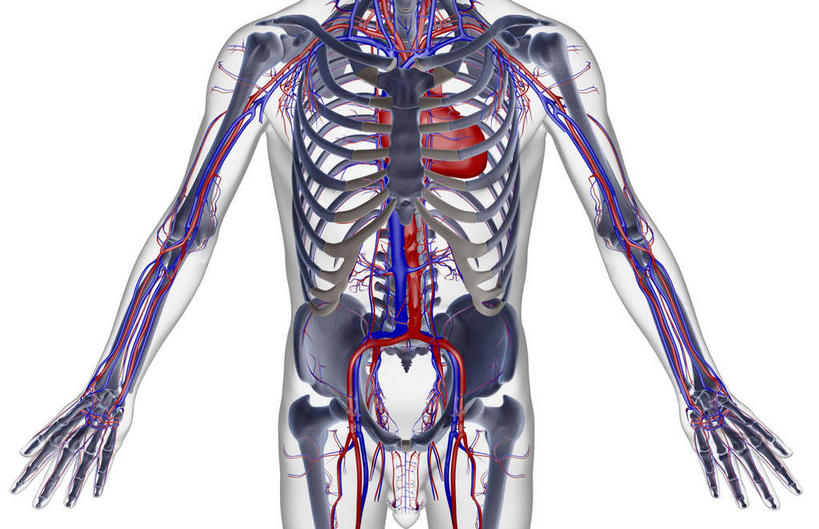 胸,骨骼,血管,无人,横图,x光片,室内,白天,白色背景,正面,数码,科技,阴影,辐射,科学,网络,医学,骨头,高光,几何,计算机图形,合成,皮肤,电脑合成图,数码合成图,骨架,医疗,科学技术,x射线,x光,写实,具体,具象,髂动脉,髂静脉,髂外动脉,髂外静脉,下腔静脉,降主动脉,胸部,半身,彩图,电磁波,电磁辐射