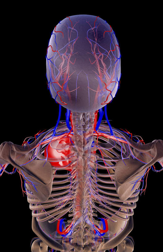脸,头,脸颊,骨骼,关节,无人,竖图,x光片,室内,白天,正面,数码,科技,阴影,黑色背景,辐射,科学,网络,医学,骨头,高光,几何,计算机图形,合成,肩膀,电脑合成图,数码合成图,骨架,医疗,科学技术,x射线,x光,写实,具体,具象,颈静脉,椎动脉,颈内动脉,腋动脉,腋静脉,头部,脸部,脸蛋,面部,半身,彩图,电磁波,电磁辐射