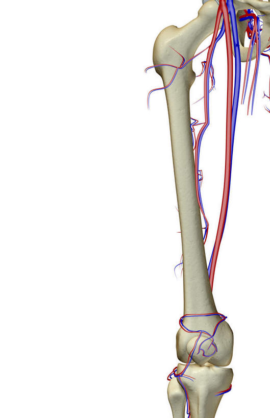 动脉,血管,无人,竖图,x光片,室内,白天,白色背景,正面,数码,科技,大腿,阴影,辐射,科学,网络,医学,高光,几何,计算机图形,合成,电脑合成图,数码合成图,医疗,科学技术,x射线,x光,写实,具体,具象,半身,彩图,电磁波,电磁辐射