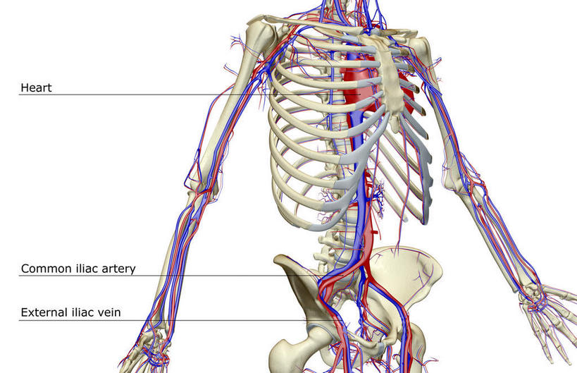 动脉,骨骼,无人,横图,x光片,室内,白天,白色背景,正面,数码,科技,阴影,辐射,科学,网络,医学,英文,标志,文字,字符,字母,骨头,高光,几何,计算机图形,合成,标识,解说,说明,英文字母,电脑合成图,数码合成图,骨架,医疗,科学技术,x射线,x光,写实,具体,具象,阐明,申明,注解,注明,髂动脉,髂静脉,髂外动脉,髂外静脉,下腔静脉,降主动脉,半身,彩图,电磁波,电磁辐射