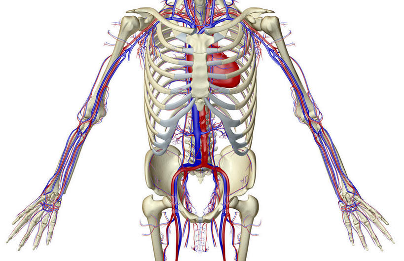动脉,无人,横图,x光片,室内,白天,白色背景,正面,数码,科技,阴影,辐射,科学,网络,医学,高光,几何,计算机图形,合成,电脑合成图,数码合成图,医疗,科学技术,x射线,x光,写实,具体,具象,髂动脉,髂静脉,髂外动脉,髂外静脉,下腔静脉,降主动脉,半身,彩图,电磁波,电磁辐射