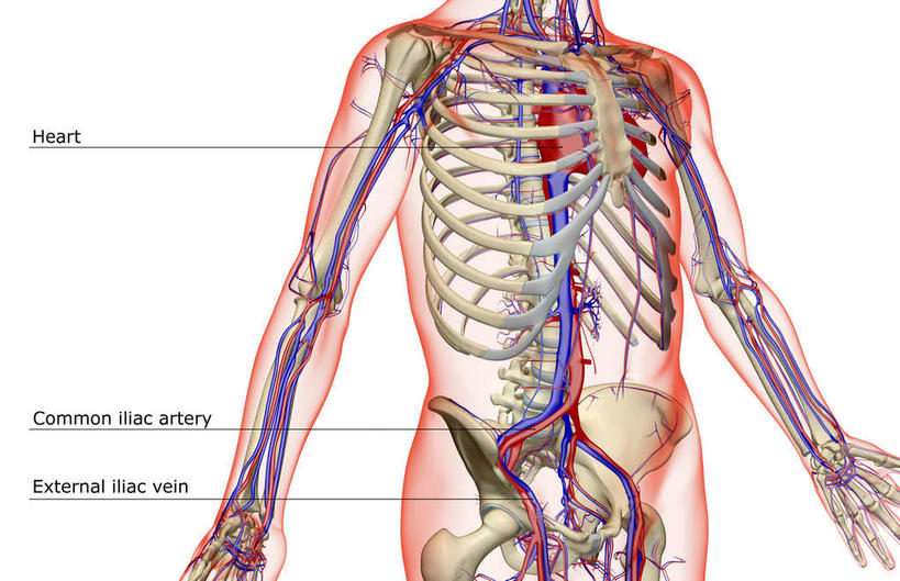 动脉,骨骼,无人,横图,x光片,室内,白天,白色背景,正面,数码,科技,阴影,辐射,科学,网络,医学,英文,标志,文字,字符,字母,骨头,高光,几何,计算机图形,合成,标识,解说,说明,英文字母,电脑合成图,数码合成图,骨架,医疗,科学技术,x射线,x光,写实,具体,具象,阐明,申明,注解,注明,髂动脉,髂静脉,髂外动脉,髂外静脉,下腔静脉,降主动脉,半身,彩图,电磁波,电磁辐射