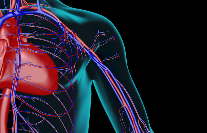 骨骼,无人,横图,x光片,室内,白天,正面,数码,科技,阴影,黑色背景,辐射,科学,网络,医学,骨头,高光,几何,计算机图形,合成,肩膀,皮肤,电脑合成图,数码合成图,骨架,医疗,科学技术,x射线,x光,写实,具体,具象,腋动脉,腋静脉,半身,彩图,电磁波,电磁辐射