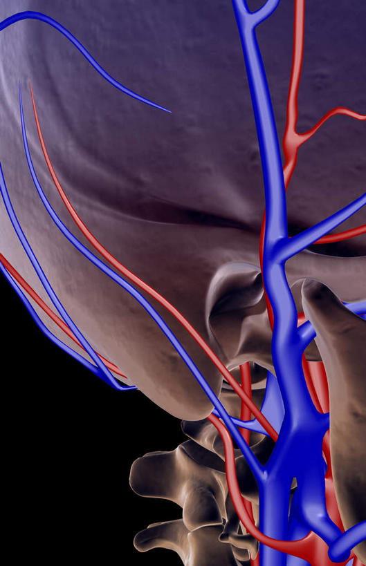 脖子,骨骼,无人,竖图,x光片,室内,白天,正面,数码,科技,阴影,黑色背景,辐射,科学,网络,医学,骨头,高光,几何,计算机图形,合成,血液,电脑合成图,数码合成图,骨架,医疗,科学技术,x射线,x光,写实,具体,具象,颈静脉,颞动脉,脖,颈,颈部,半身,彩图,电磁波,电磁辐射