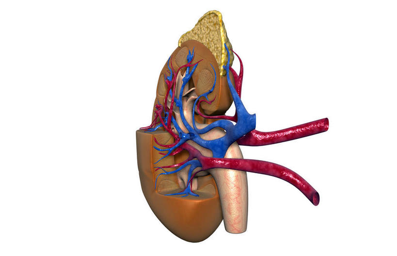 内脏,肾脏,动脉,静脉,血管,无人,横图,插画,室内,白天,白色背景,正面,数码,科技,静物,阴影,网络,医学,高光,几何,计算机图形,合成,图画,画,红色,模型,血液,人体,电脑合成图,数码合成图,生物学,人体器官,器官,漫画,输尿管,生理学,写实,具体,具象,肾动脉,肾静脉,弓状动脉,段动脉,彩图