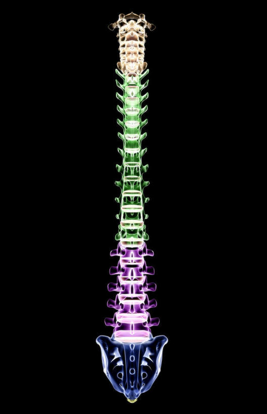 脊髓,骨骼,无人,竖图,彩色,x光片,室内,白天,正面,数码,科技,阴影,黑色背景,发光,辐射,科学,网络,医学,骨头,高光,几何,计算机图形,合成,电脑合成图,数码合成图,骨架,医疗,科学技术,x射线,x光,写实,具体,具象,骶骨,脊柱,彩图,电磁波,电磁辐射