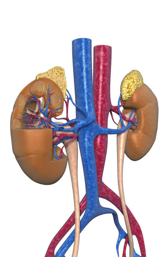 内脏,肾脏,动脉,静脉,无人,竖图,插画,室内,特写,白天,白色背景,正面,数码,科技,静物,阴影,网络,医学,高光,几何,计算机图形,合成,图画,画,模型,血液,人体,电脑合成图,数码合成图,生物学,人体器官,器官,漫画,输尿管,生理学,写实,具体,具象,肾上腺,彩图
