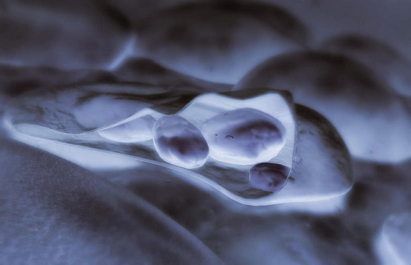 无人,横图,插画,室内,特写,白天,白色背景,正面,数码,科技,微生物,静物,阴影,网络,医学,细胞,高光,几何,计算机图形,合成,图画,画,生物,人体,电脑合成图,数码合成图,医疗,病毒,疾病,生物学,漫画,生理学,写实,具体,具象,寄生,寄生虫,生命体,生物病毒,疟疾,彩图