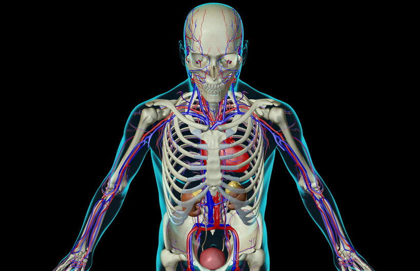 动脉,静脉,骨骼,膀胱,无人,横图,插画,室内,特写,白天,正面,数码,科技,静物,阴影,黑色背景,辐射,科学,网络,医学,骨头,高光,几何,计算机图形,合成,图画,画,模型,人体,电脑合成图,数码合成图,骨架,生物学,科学技术,x射线,x光,漫画,泌尿系统,生理学,写实,具体,具象,肾上腺,腰部,半身,彩图,电磁波,电磁辐射