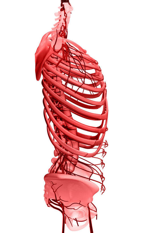 动脉,静脉,骨骼,肋骨,脊椎,无人,竖图,插画,室内,白天,白色背景,正面,数码,科技,静物,阴影,网络,医学,骨头,高光,几何,计算机图形,合成,图画,画,红色,模型,人体,电脑合成图,数码合成图,骨架,生物学,盆骨,漫画,生理学,写实,具体,具象,半身,彩图