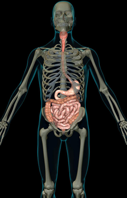 腹部,内脏,食道,胃,肠,动脉,静脉,骨骼,十二指肠,无人,竖图,插画,x光片,室内,特写,白天,正面,数码,科技,静物,阴影,黑色背景,辐射,科学,网络,医学,骨头,高光,几何,计算机图形,合成,图画,画,红色,模型,人体,电脑合成图,数码合成图,骨架,医疗,生物学,人体器官,科学技术,x射线,器官,x光,漫画,生理学,写实,具体,具象,大肠,盲肠,小肠,直肠,胃部,彩图,电磁波,电磁辐射