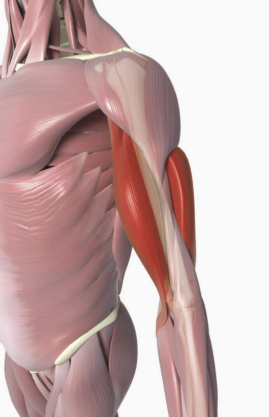 动脉,静脉,骨骼,肌肉,健壮,无人,竖图,插画,室内,特写,白天,白色背景,正面,数码,科技,静物,阴影,网络,医学,骨头,高光,几何,计算机图形,合成,图画,画,红色,模型,健康,活力,力量,人体,青春,电脑合成图,数码合成图,骨架,生物学,强壮,漫画,肱二头肌,生理学,写实,具体,具象,半身,彩图