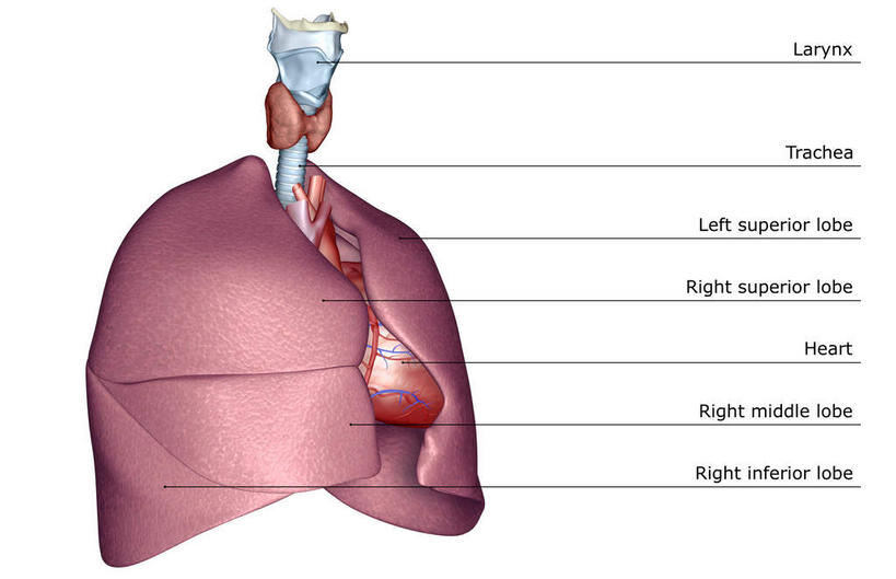 喉咙,内脏,气管,心脏,肝脏,动脉,静脉,无人,横图,插画,室内,白天,白色背景,正面,数码,科技,静物,阴影,网络,医学,高光,几何,计算机图形,合成,图画,画,红色,模型,人体,电脑合成图,数码合成图,生物学,人体器官,器官,漫画,支气管,生理学,写实,具体,具象,肝,心,彩图